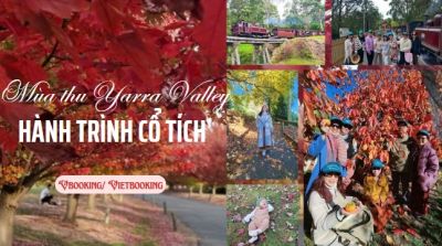 Mùa thu Yarra Valley – Hành trình nhẹ nhàng giữa sắc vàng cổ tích