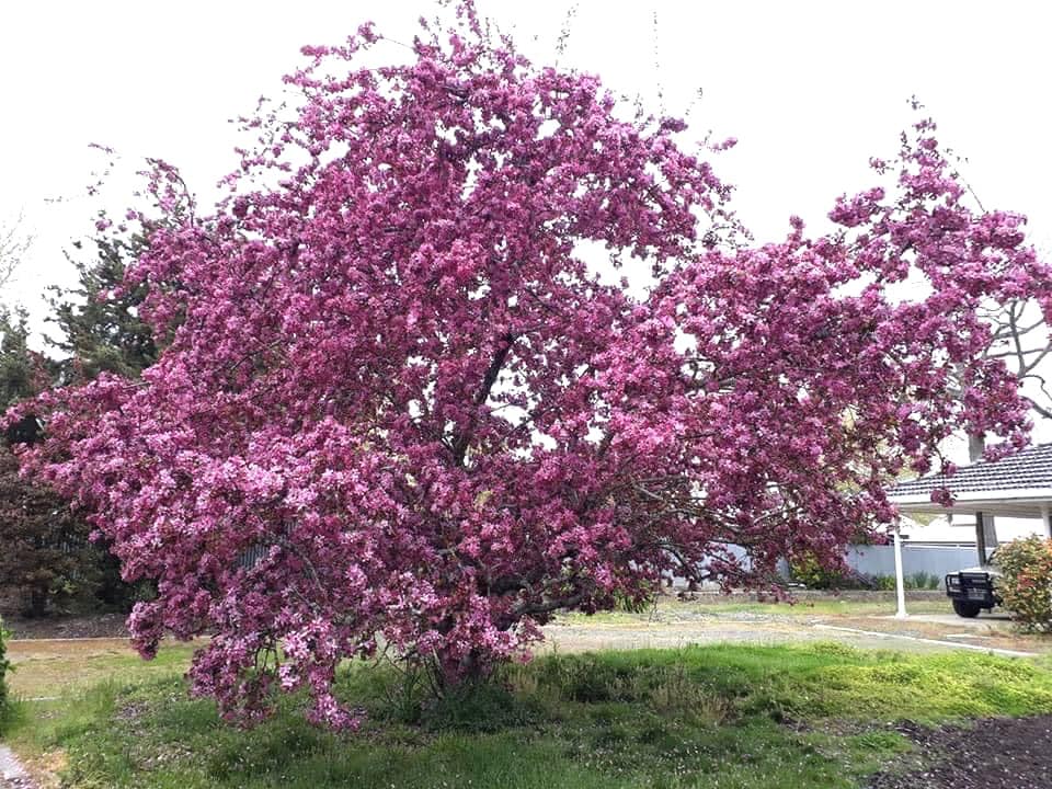 Kh&aacute;m Ph&aacute; Adelaide phần 2