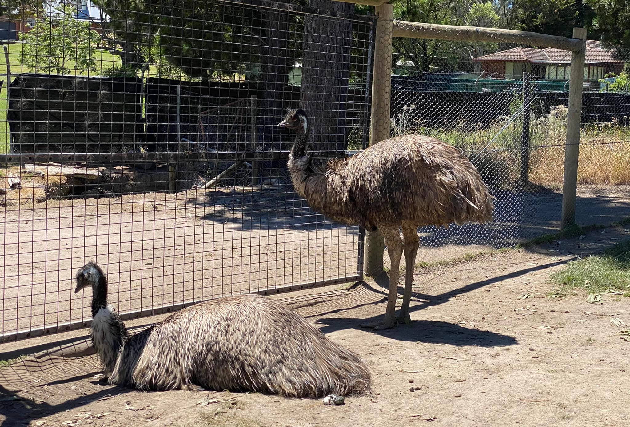 Vườn th&uacute; hoang d&atilde; Ballarat