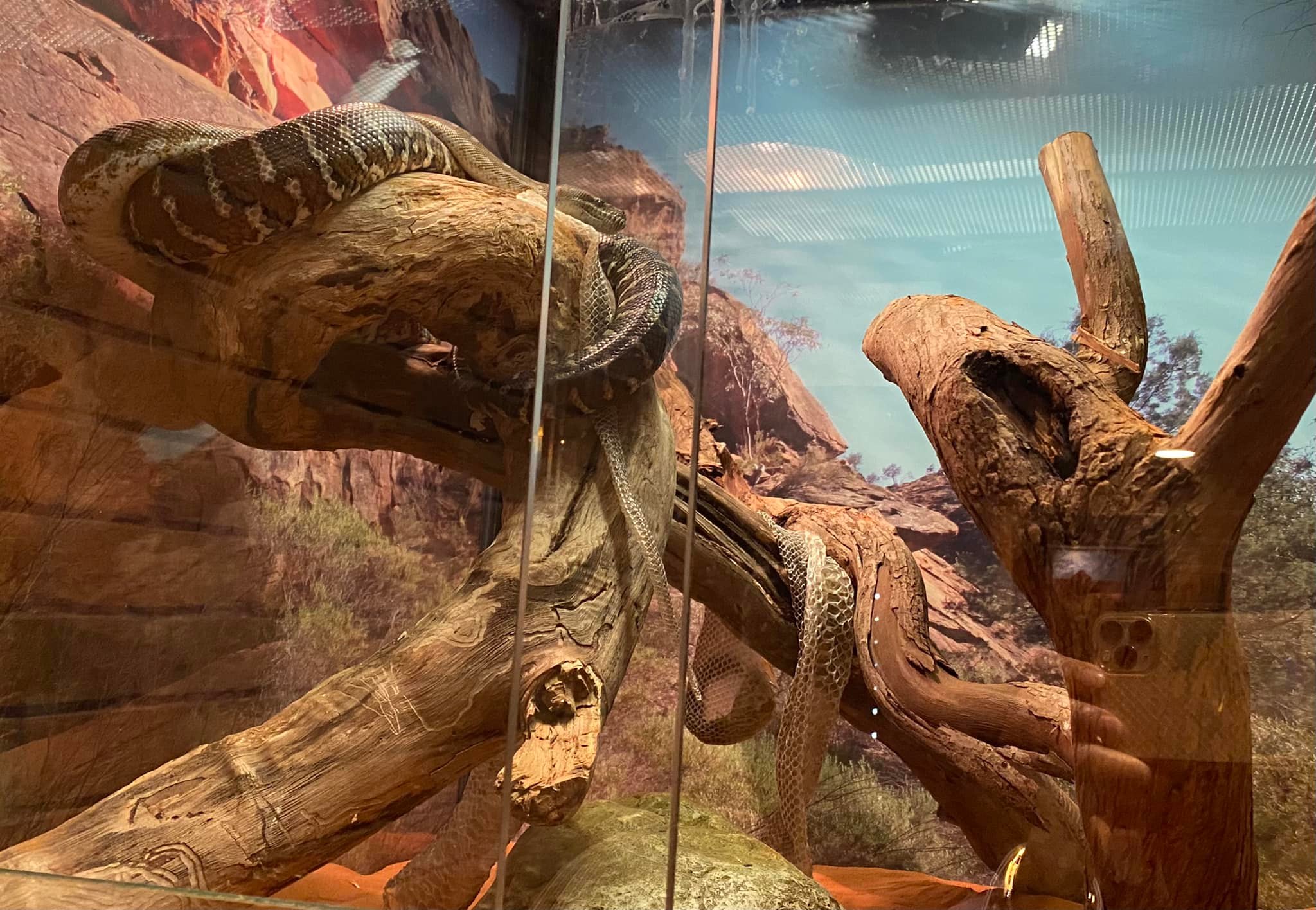 Vườn th&uacute; hoang d&atilde; Ballarat