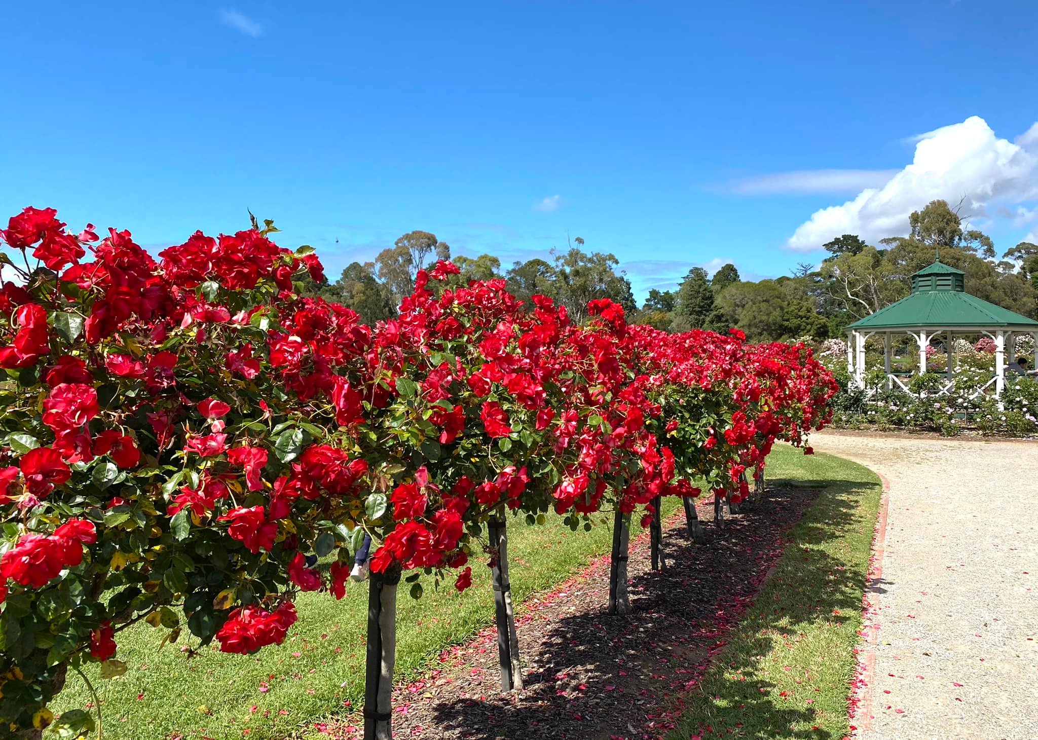 Vườn hồng Werribee