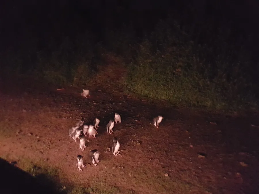 item image 228 album của tour Phillip Island VIP tour