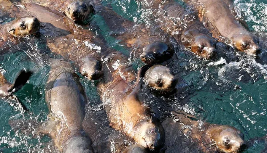 item image 485 album của tour Đảo Phillip - chim cánh cụt - Hải cẩu