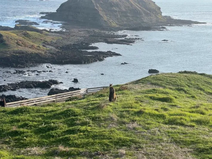 item image 503 album của tour Đảo Phillip - chim cánh cụt - Hải cẩu