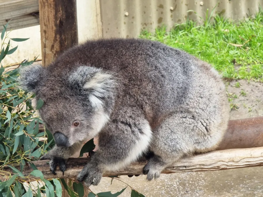 item image 499 album của tour Đảo Phillip - chim cánh cụt - Hải cẩu