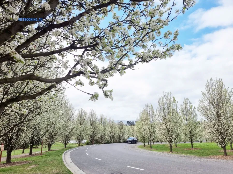 item image 447 album của tour Nông trang Yarra valley và tàu cổ Puffing Billing