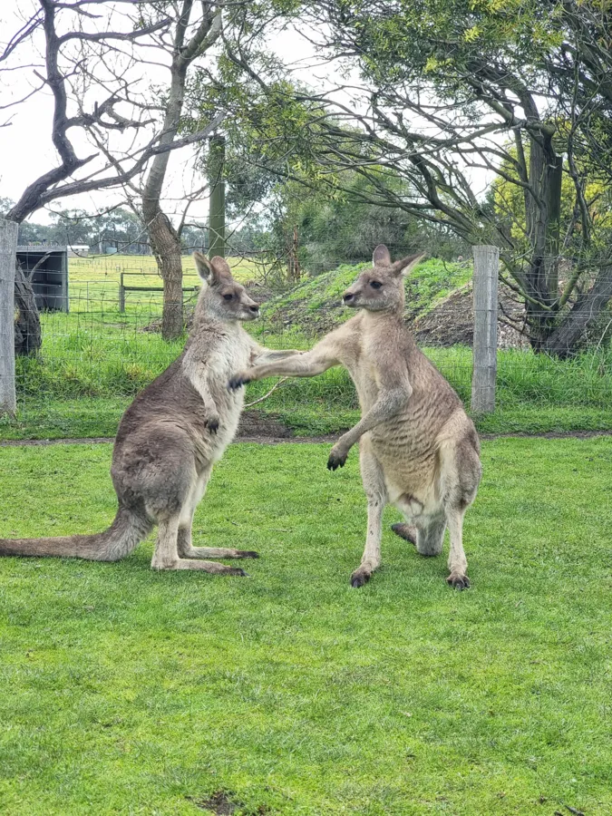 item image 498 album của tour Đảo Phillip - chim cánh cụt - Hải cẩu