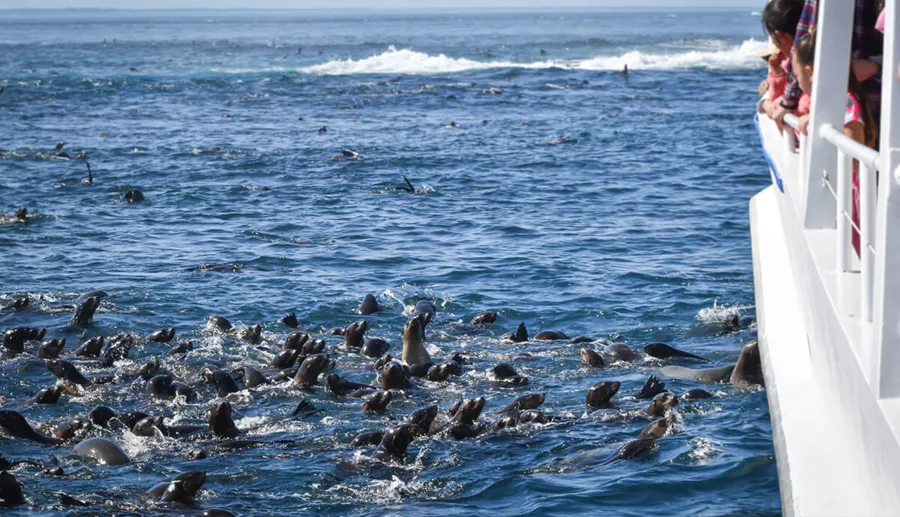 item image 483 album của tour Đảo Phillip - chim cánh cụt - Hải cẩu