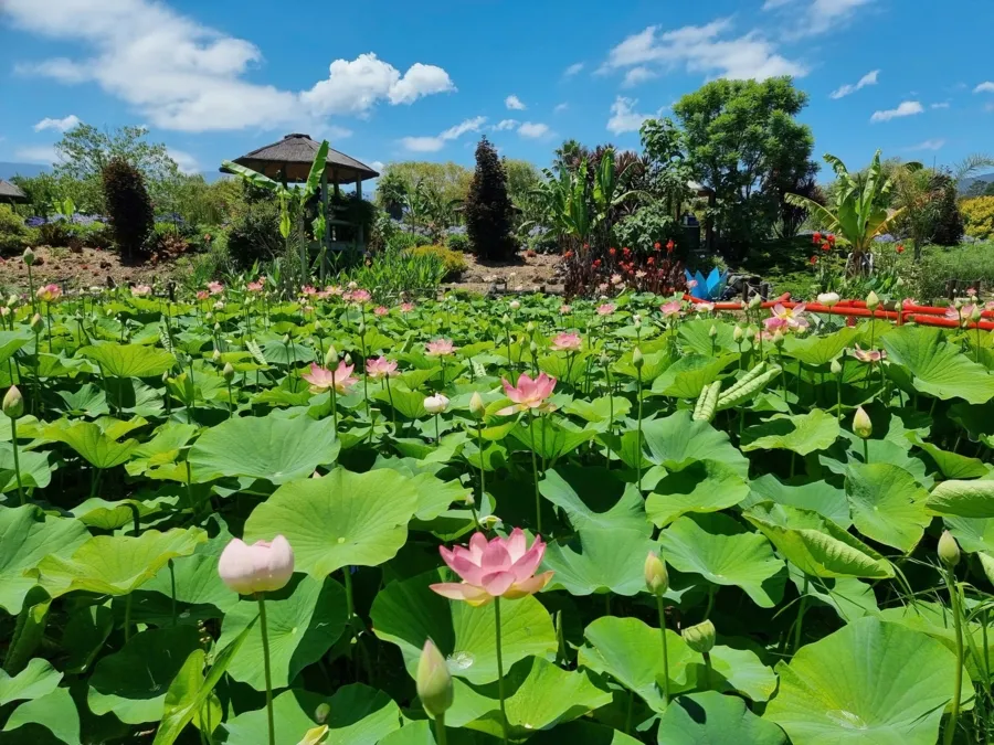 item image 563 album của tour du lịch tự túc Melbourne - Trải nghiệm câu cá