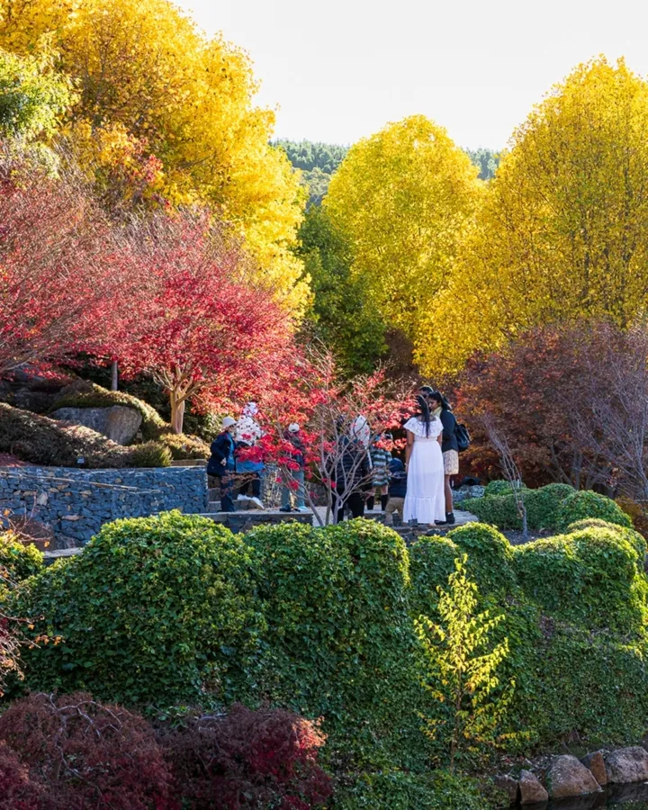 item image 652 album của tour Lá mùa thu Mayfield