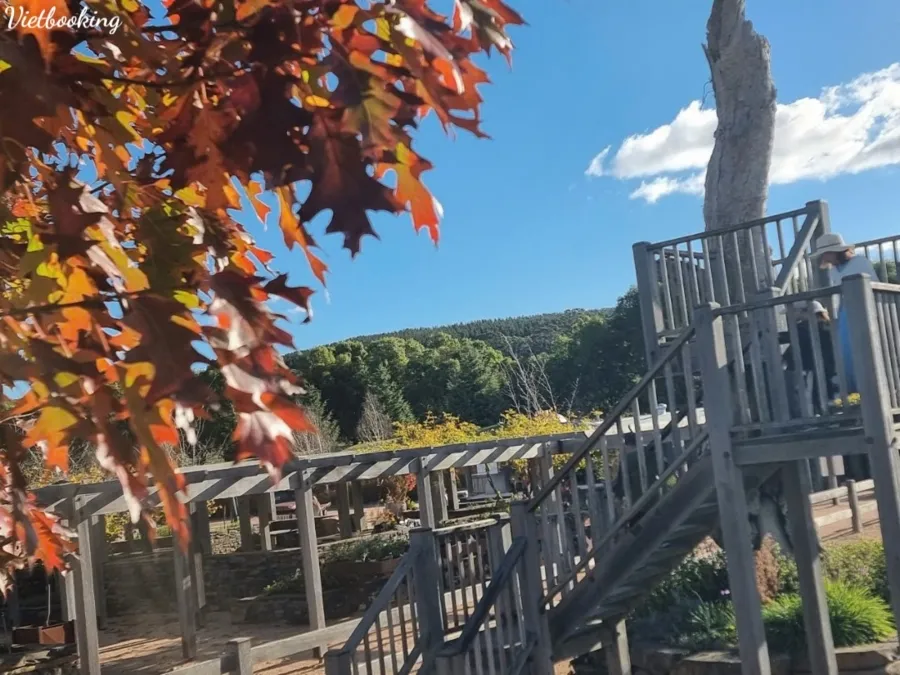 item image 675 album của tour Lá mùa thu Mayfield