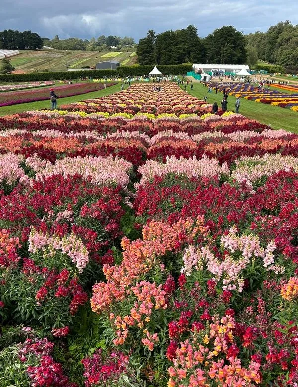 item image 693 album của tour Nông trang Yarra valley và tàu cổ Puffing Billing