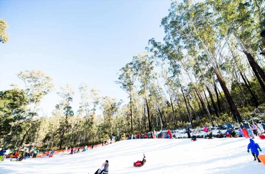 item image 732 album của tour Rừng tuyết Canberra